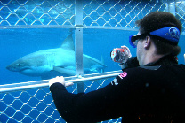 shark-cage-diving-gansbaai